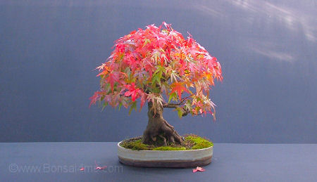 Acer palmatum/ Mountain Maple bonsai